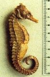 Hippocampus kuda — Морской конек