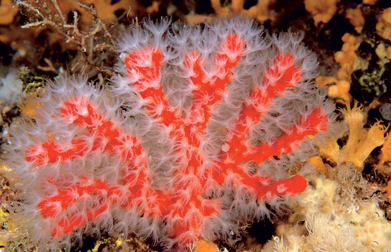 Corallium rubrum (Красный коралл)