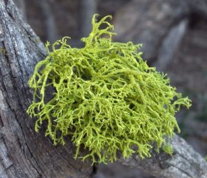 wolf-lichen
