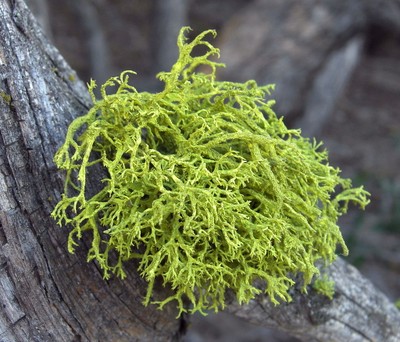 paraziți licheni
