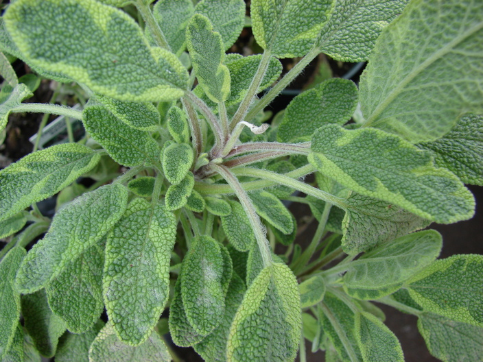 Salvia officianalis