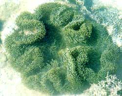 Stoichactis Kenti Sea Anemone — прувинг