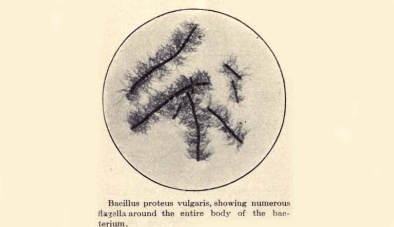 Proteus bacillus